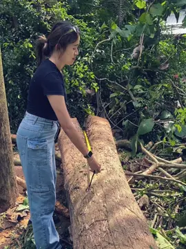 Info kayu jati area jogja dan sekitarnya 😁 #kayujati  #soundviral 
