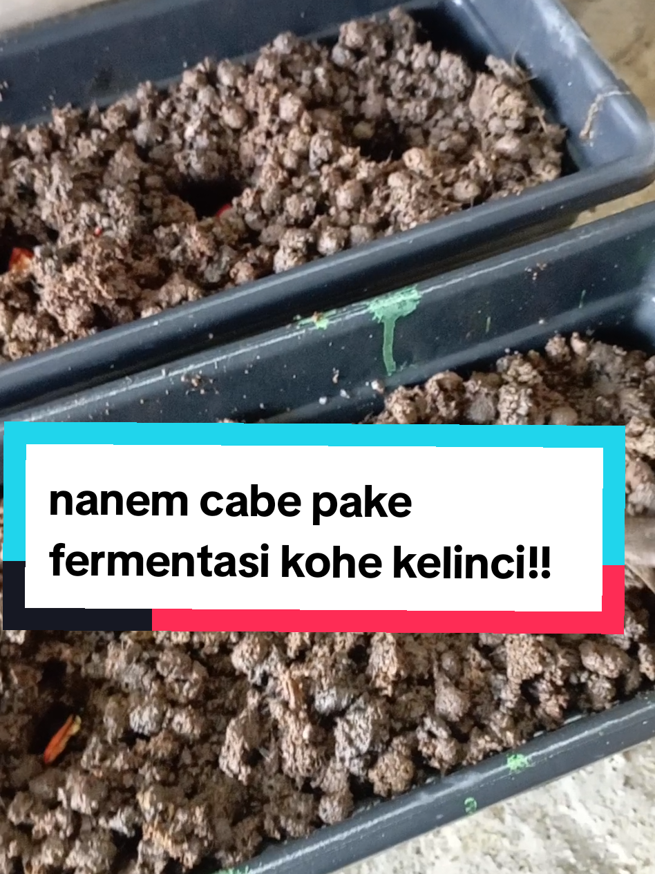 hallo gaes, kali ini kita mau sharing cara manfaatin limbah kelinci lagi nih. yaitu di bikin pupuk untuk tanaman, beda dengan video sebelumnya yang menggunakan urin kelinci, kali ini kita manfaatin kotoran atau kohe dr kelinci ny, cara ny masih sama sebelum di gunakan untuk pupuk harus di fermentasi terlebih dahulu yaa. mau tau cara fermentasi nya, pantengin terus chanel ini agar tau tips