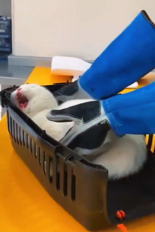 Playful kitty #playfulcat #funnycat #naughtykitty #catvideo #cutecat #catsoftiktok #catlovers #petvideos #sillycat #kittyantics 