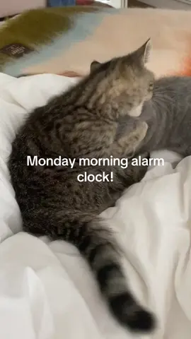 Monday morning wake up call #SidandFred #kittens #kittenlove #catsoftiktok #cutecats #catlove 