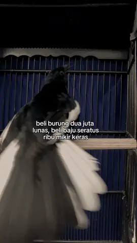 Fungsi dulu ga sih wkwkw  . #kacer #kacermania #kacermaniaindonesia #kacermanianusantara #kicaumaniaindonesia #kicaumanianusantara #kicau #storykicaumania #beranda #trending #CapCut #capcutvelocity #fypviralシ #fyppppppppppppppppppppppp #fypシ゚ #4u #yourpage #4upage #xybca #zbcxya 
