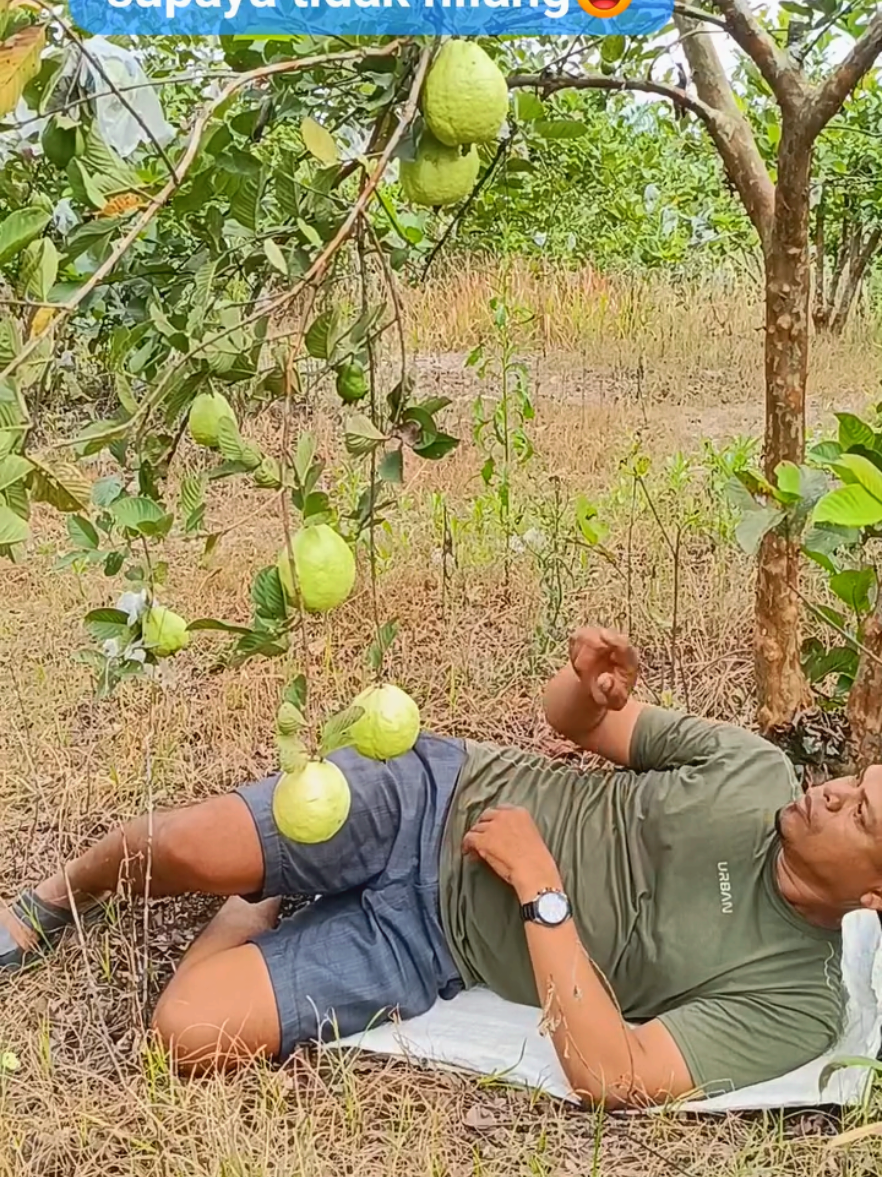 harus di jaga biar tidak hilang jambunya #jambubangkok #jambukristal #buahjambu #kebun #fruit #berkebun 