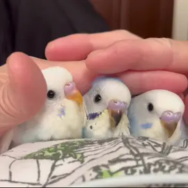 #赤ちゃんのぬくもり#インコ #鳥 #ペット #可愛い #癒し #セキセイインコ #私の子