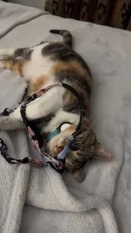 #cats #pets #animals ##kitten ##catlover @محمد بن عبدالله @cat lover Fatima 5 @Catmiata @cat's funny videos 📹 