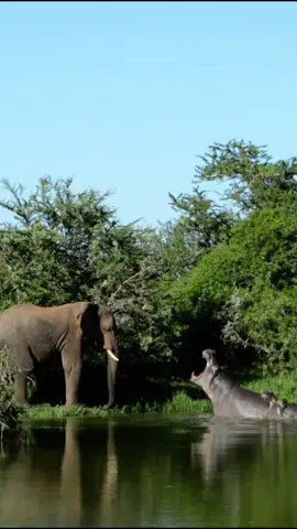 Look at the elephant bullying hippos. 😭😂🤣#animals #wildlife #elephants #hippos #funny 