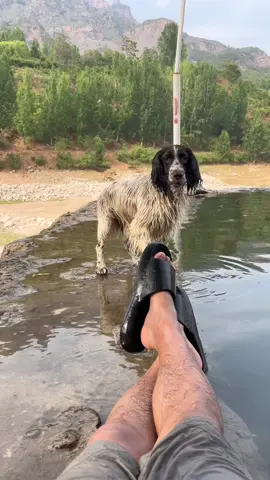 #fyp #funnyvideo #funnydog #foryoupage #gaming #joinus #fyppppppppppppppppppppppp 