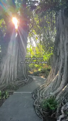 the wound is the place where the light enters you - Rumi 🌱🌳 #ancestralhealing #roots #softera 