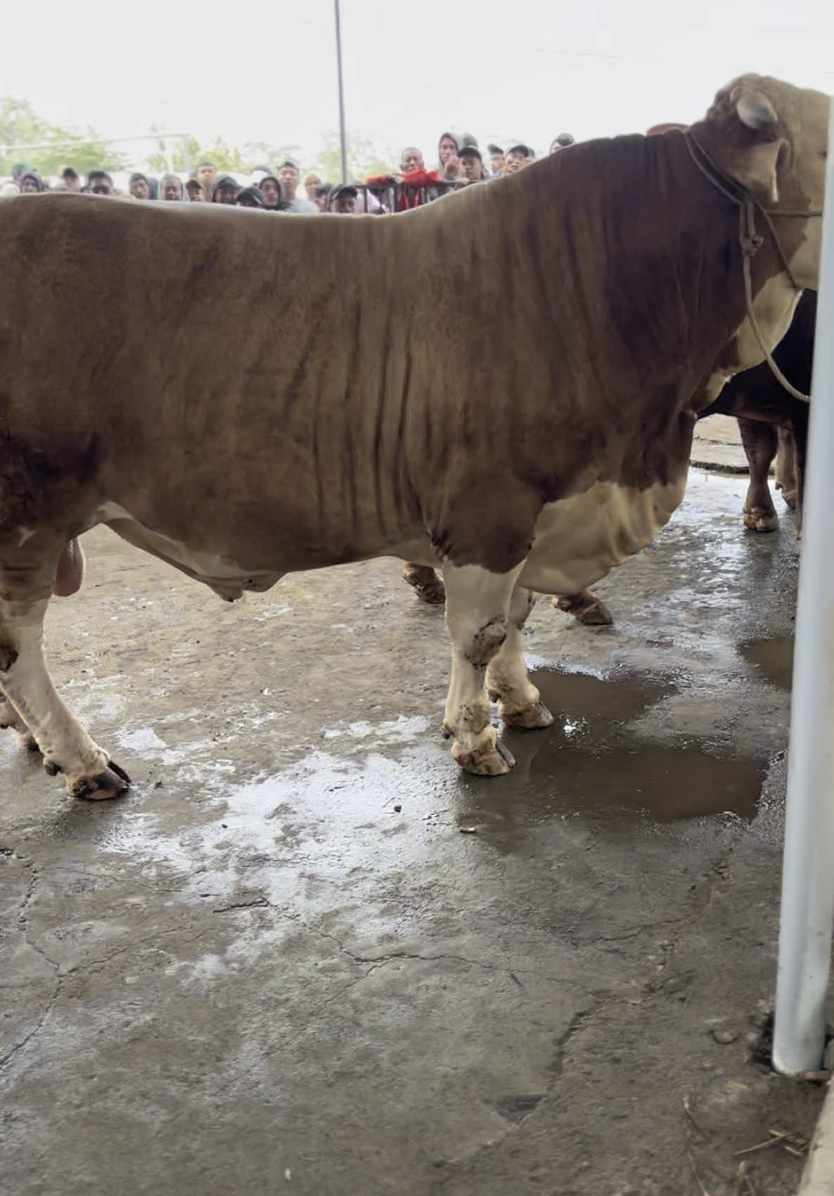 Terimakasih boyolali marco pamut undur diri #sapijumbo #perternakmuda #sapi #appsi #appsikontessapiboyolali 