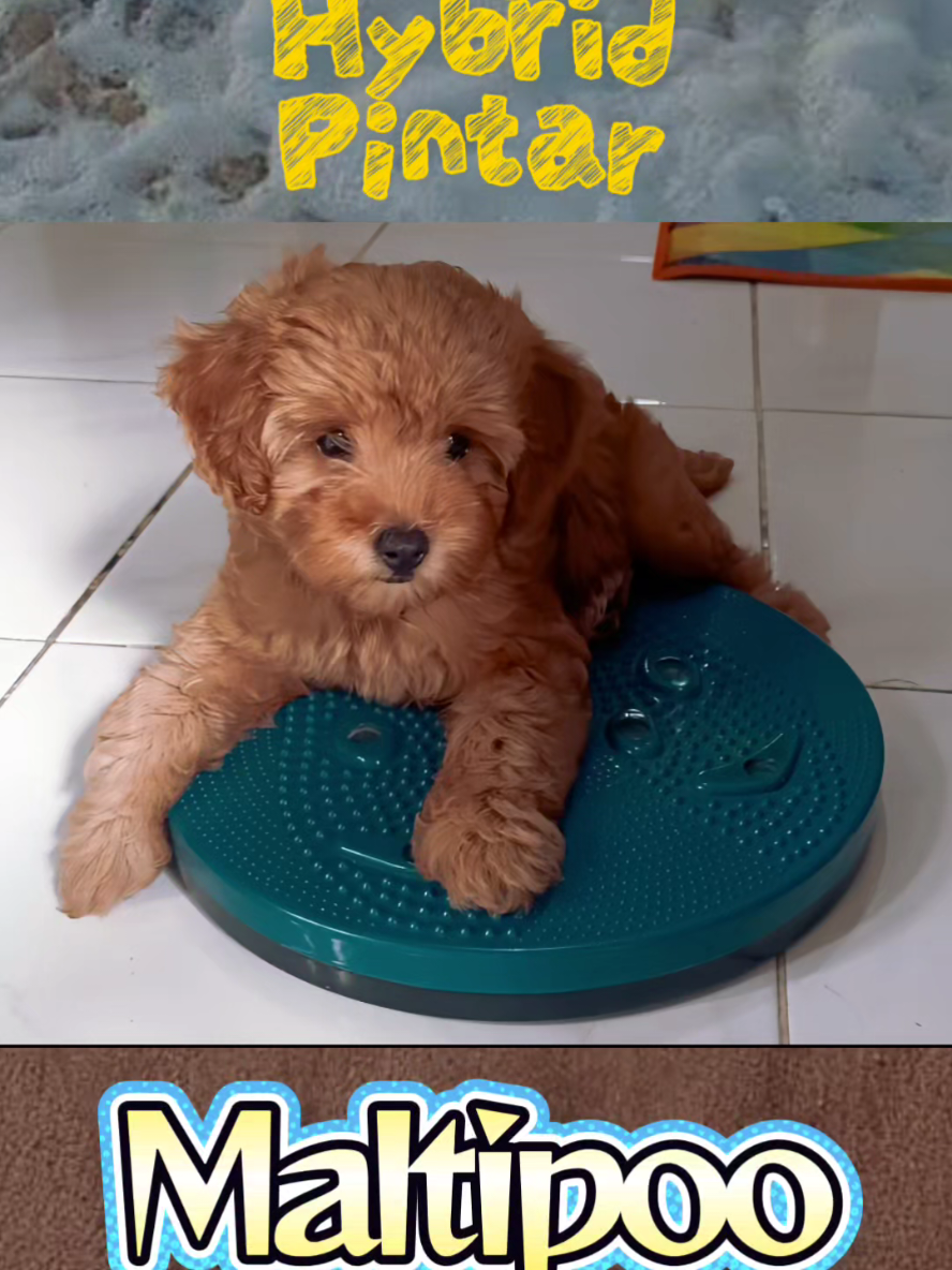 Maltipoo adalah ras campuran Toy Poodle Maltese yang menggemaskan. Trah anjing perancang ini menjadi populer karena kecerdasannya, kepribadiannya yang penuh kasih, dan bulunya yang hipoalergenik. Jika Anda sedang mencari anjing pendamping kabur yang suka berpelukan dan bermain, Maltipoo mungkin sangat cocok untuk keluarga Anda. #obatstress  #penghibur  #anjinglucu 