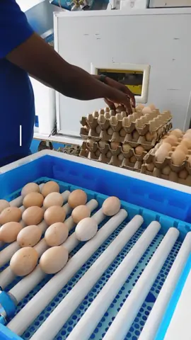 What do you do next after 19 days?  in this video we explain in detail exactly what you should do on the 19th day while incubating eggs(chicken). have any questions? we are glad to answer them, contact us on 0710 90 56 96. visit our office located in Nairobi, along Outer-ring road in Kariobangi to also learn more and purchase an egg incubator or any other poultry farming products we have in stock. from animal feed choppers, mixers, chicken cages, drinkers, feeders, and brooding equipment. thank you, Karibu! #incubators #eggincubator #poultryfarmingkenya #chicken #tutorial #poultryfarm #poultryfarming #kenya #farmequipment #foryoupage #ecokuku #kenyeji