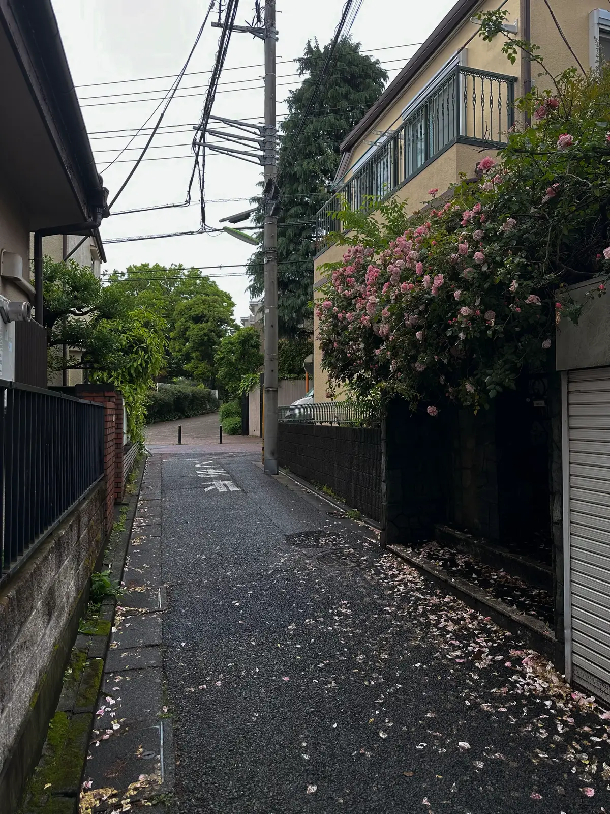 #japan 