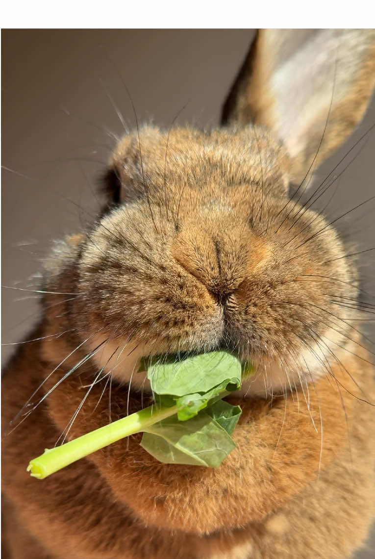 Happy Monday 💚 Wilma #yummyinmytummy #kohlrabi #leafygreens #eatyourveggies #eatyourgreens #greenismyfavcolor #hungrybunny #cutebunny #bunnies #bunniesoftiktok #bunnylove #bunnylife #housebunny #cagefree #kaninchen #kaninchenliebe #fyp #foryou 