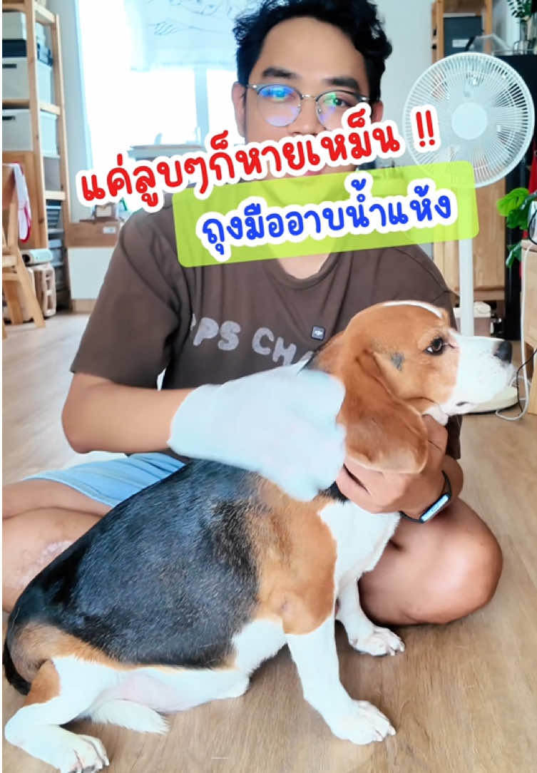 ถุงมืออาบน้ำสัตว์เลี้ยง ลดกลิ่นตัว ทำความสะอาด #ทาสหมา #ทาสแมว #ถุงมืออาบน้ํา #คนรักหมา #บีเกิ้ล #yoyopet 