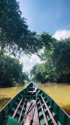 #dayak #kalimantan #hutan #berau 