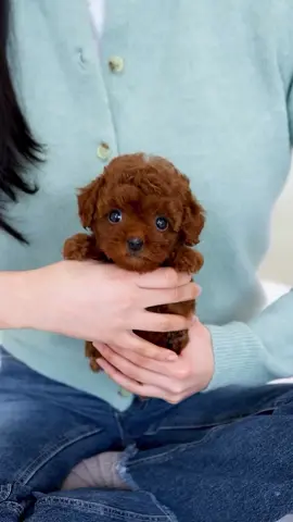 Red Teacup Poodle Pup Collection❤️ …………………………………………………………………………………………………………………………… #redpoodle #teacuppoodle #poodle #poodlesoftiktok #poodles #poodlelover #poodletoy #poodlepuppy #poodlelove #poodledog  …………………………………………………………………………………………………………………………… #teacupshihtzu#poodlepuppyhihtzusoftiktok#poodledoguppy #shihtzulovers #shihtzus #shihtzulove #viral #viralvideo #viraltiktok #viral_video #trending #trend #trendingvideo 