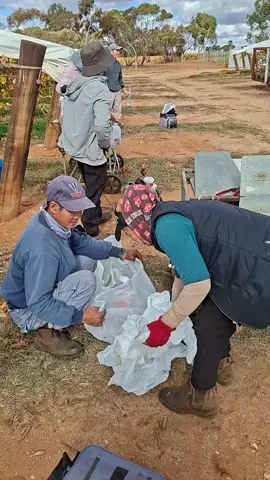 Ngày cuối của vụ trái