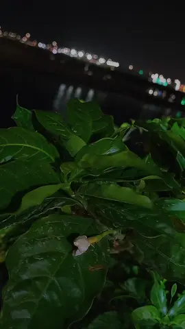 #مساء_الخير #لحظة_فرح 