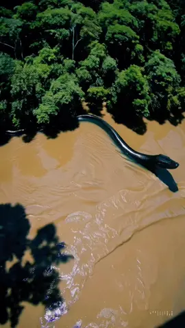 A massive 30-meter Titanoboa snake slithering through the murky waters of the Amazon River, surrounded by dense jungle. The scene is viewed from a helicopter high above, giving a wide aerial perspective. The snake’s dark, scaly body cuts through the water with terrifying power, creating waves and splashes. Mist rises from the jungle, and birds scatter in fear. The lighting is dramatic, with rays of sunlight piercing through thick rainforest clouds.A massive 30-meter Titanoboa snake slithering through the murky waters of the Amazon River, surrounded by dense jungle. The scene is viewed from a helicopter high above, giving a wide aerial perspective. The snake’s dark, scaly body cuts through the water  with terrifying power, creating waves and splashes. Mist rises from the jungle, and birds scatter in fear. The lighting is dramatic, with rays of sunlight piercing through thick rainforest clouds.