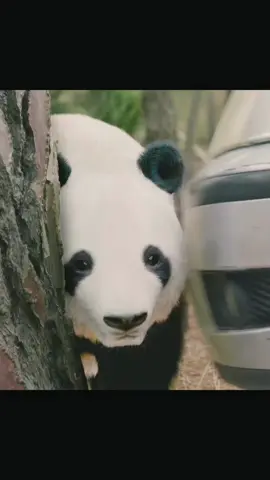 Never bully small animals. If this man finds out, it will be disastrous#tiktok #foryou #film #mvoie 