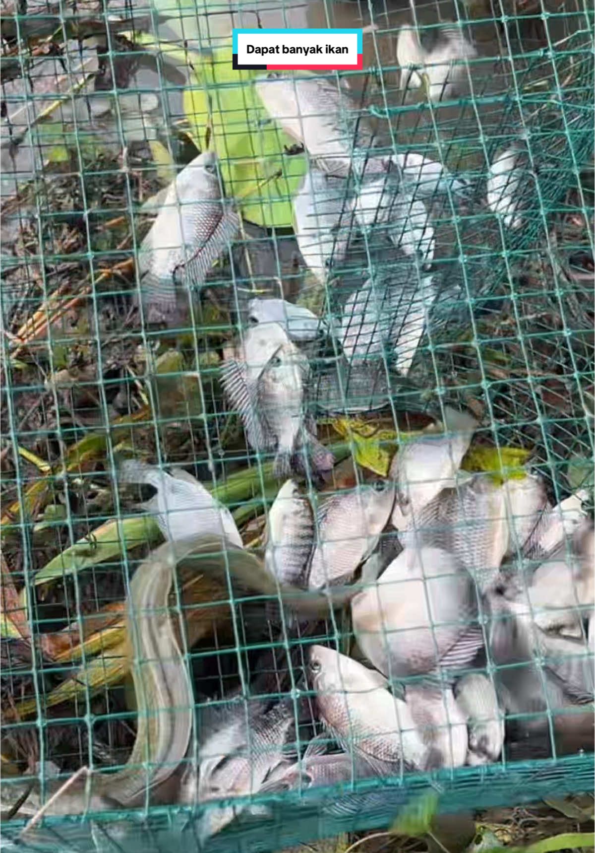 Lihat prangkap ikan dipertigaan air sawah #kookiko 
