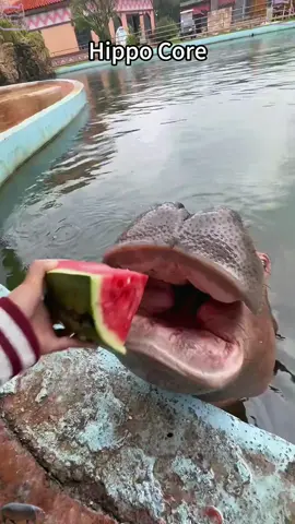 Hippo Core#animalsoftiktok  #animals  #animales  #bigcats  #wholesome  
