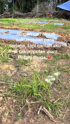 #petanimuda #petanisemangka🍉🍉 #petaniindonesia🇮🇩🇮🇩🇮🇩🌿🌿 #fpyyyyyyyyyyyyyyyyyyyyyy 