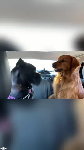 Two funny dogs #funnydogs #DogTok #DogFails2025 #DogsOfspring #DogVsOwner #petfyp #usa