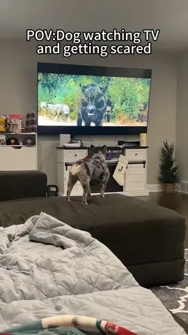 Dog gets scared watching TV #dog #funny #funnyanimals #funnypets #animals    #dogsofttiktok    #pet    #foryou   