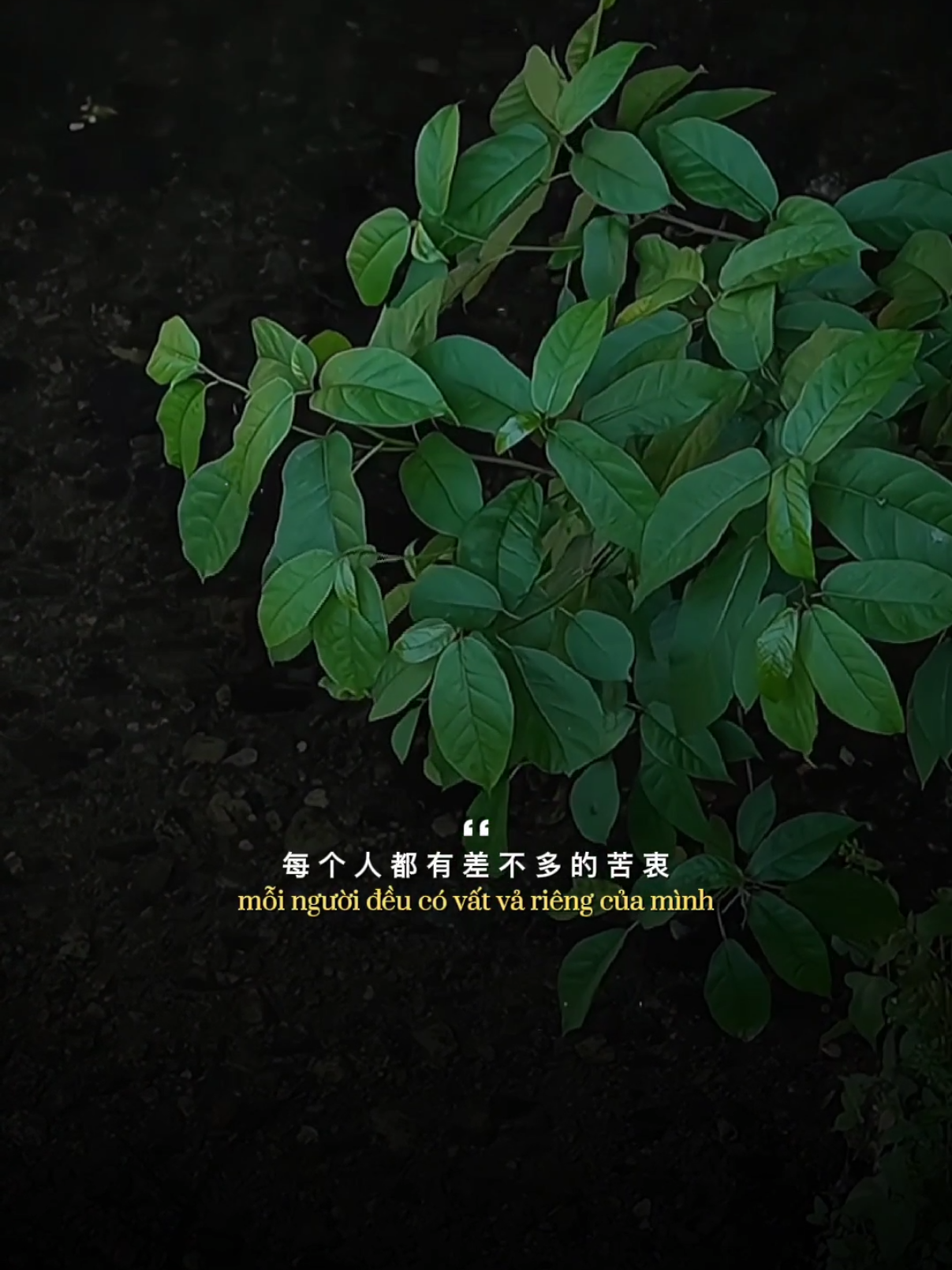 上了年纪的男人 / Người Đàn Ông Có Tuổi       #daivy95 
