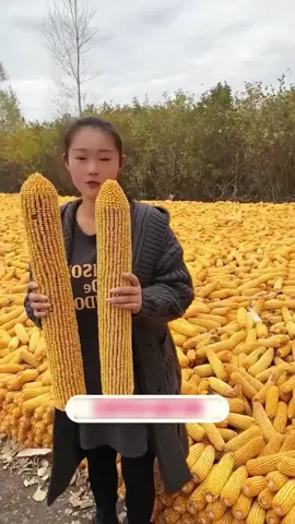 BELI 3 paket GRATIS 1 paket hanya HARI INI  #BenihJagung #JagungRaksasa #JagungHasilSuper #JagungUntukTernak #Pertanian #Memanen #PanenMelimpah #BenihJagungJapan 