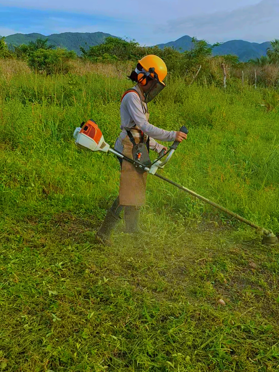 #limpeza #roça #roçadeira #nordeste #brasil🇧🇷 #ceara #stihl #fs221 #video #tik_tok #viralditiktok 
