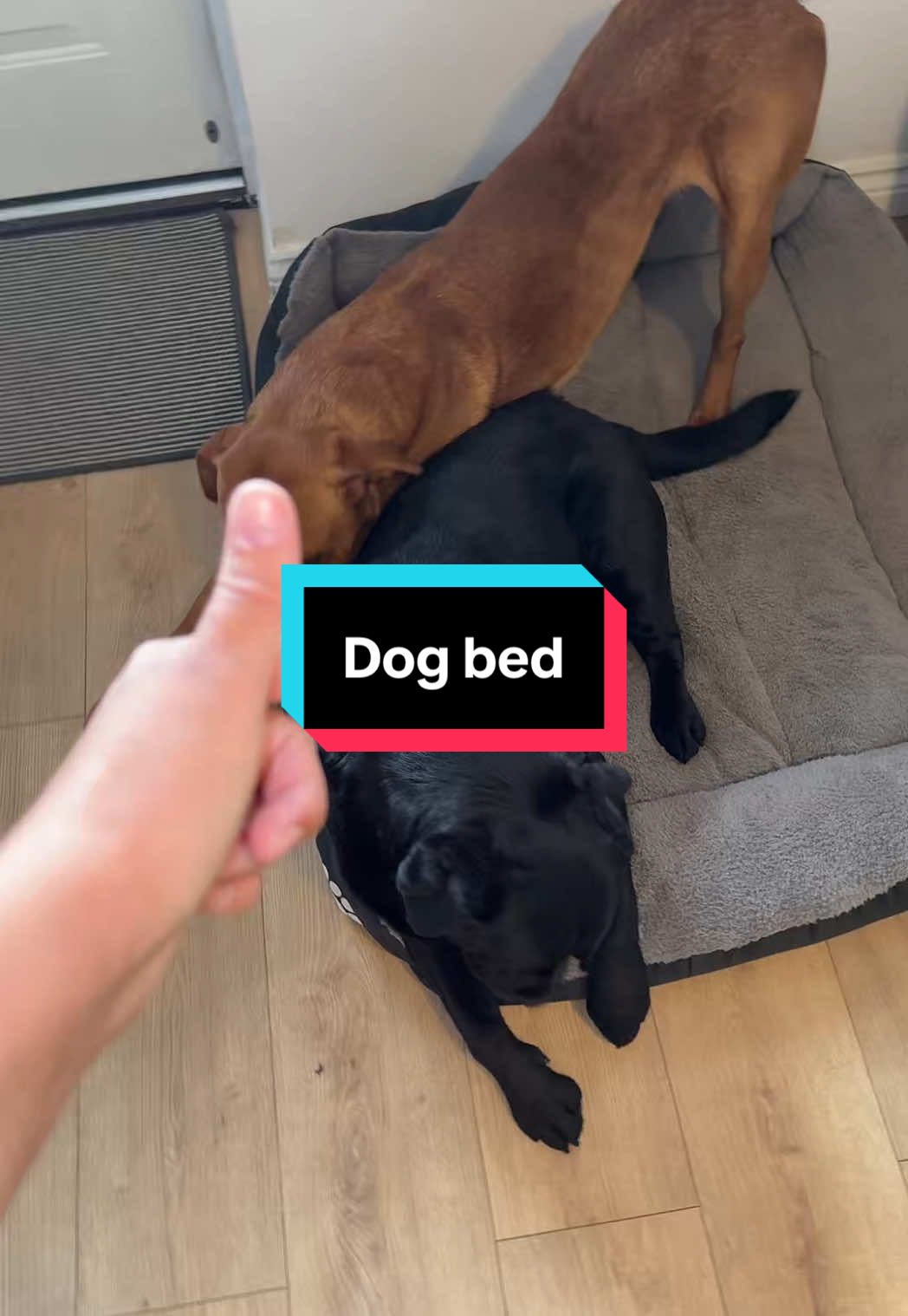 Dog bed #dogbed #tiktokmademebuyit #summersavings 