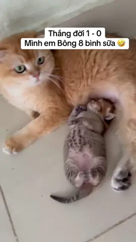 Phần 7: kẻ chiến thắng , em Bông 7 ngày tuổi #fyp #xuhuong #viral #cat 