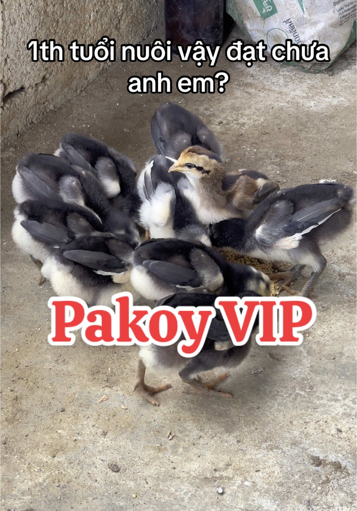 Gà đòn VN #toiyeudongvat #huygacon #viral #fyp 