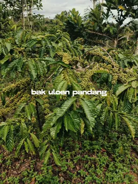 kopi robusta lampung barat 🥰 #petanimuda #pkm #petanikopimilenial 