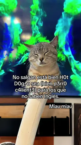 Gatito sabio #gato #gatos #gatitos #michi #michis #cat #catsoftiktok #gatitostiktok #mascotas #tendencia 