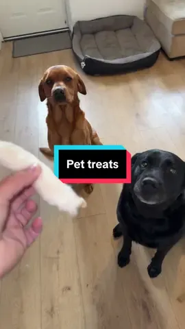 I didn’t know this #tiktokmademebuyit #dogs #pets 