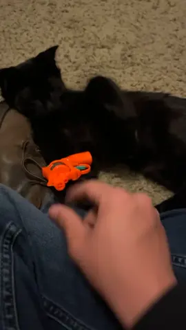 Fake gun cat attempts  suicide owner stops it #funny #cats 