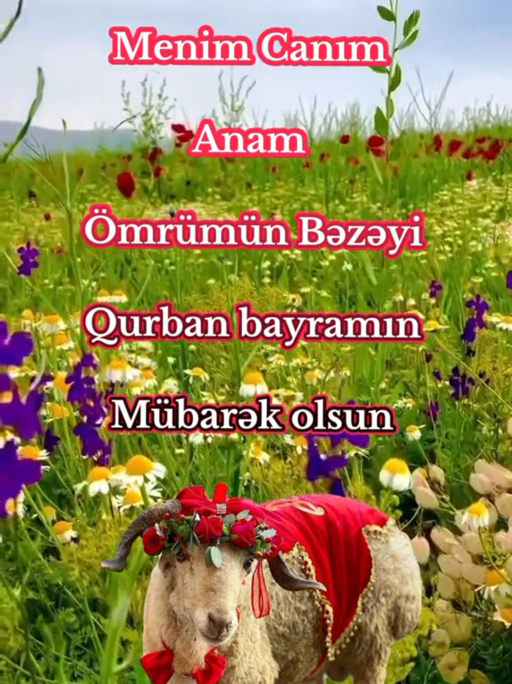 #🤲🤲🤲🤲🤲🤲🤲🤲🤲🕋🕋🕋🕋🕋🕋🕋🕋 #qurbani #2025qurbani #anam 