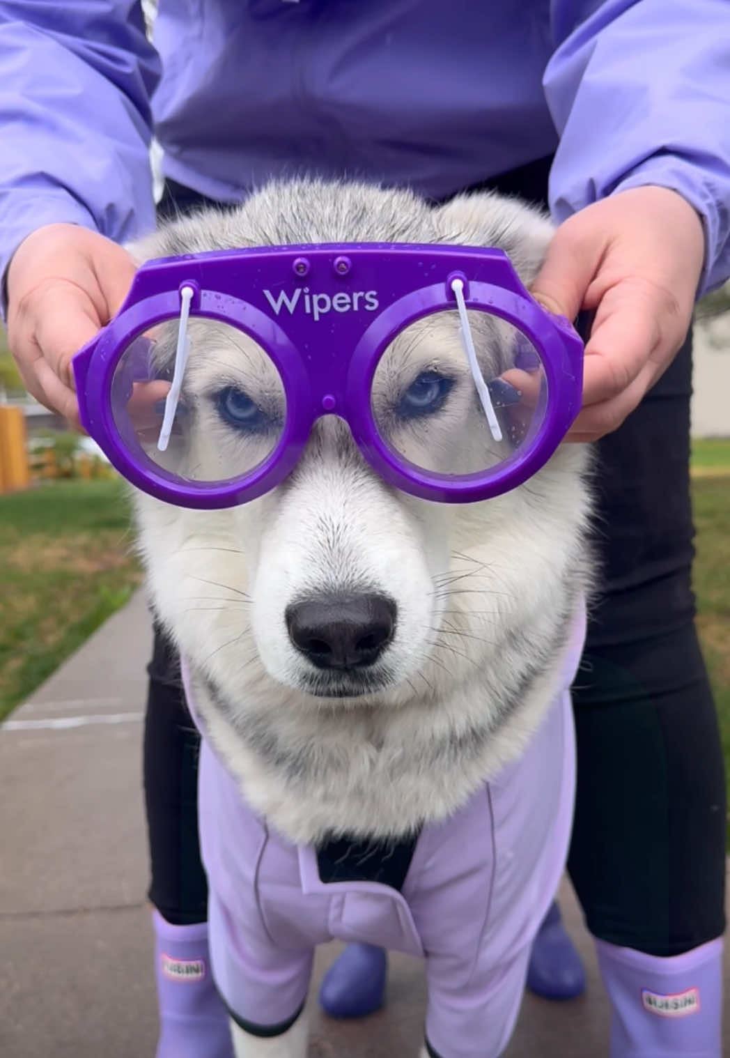 Dripping with style…and rain! ☔️Share with someone who could use a smile! #comedy #dogtok #huskies
