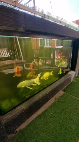 ikan koi