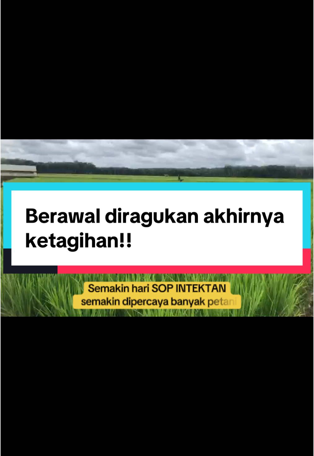 Terimakasih para petani yang setia dengan SOP INTEKTAN ! Semakin hari kita harus optimis bisa meningkatkan kualitas tanah dan hasil panen kita! Salam inovasi teknologi Pertanian #intektan #inovasi #teknologipertanian #bioaktivatorzcombo #petaniindonesia🇮🇩🇮🇩🇮🇩🌿🌿 #petanimilenial #petanimuda #petanipadi #petanicerdas #pupuk 