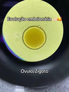Quando é dia de laboratório minha cabeça fica assim 🥳🎉🤣 #embriologia #biomedicina #biomed #celulas #reproduction #reproducaohumana 
