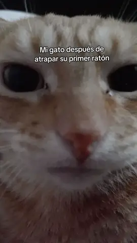 DIme qué estás orgullosos shifu 😠🫤 #dimequeestasorgullososhifu #gato #gatostiktok #leomichi #gatonarnaja #rat #primeraton #fyp #paratiiiiiiiiiiiiiiiiiiiiiiiiiiiiiii #viral