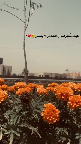 گيف؟🙁
