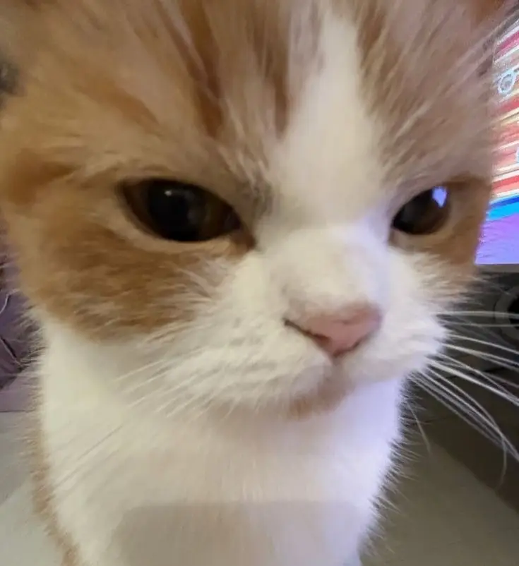 #pfp #cat #angry #angrycat #cute #fyp #fypシ゚ 