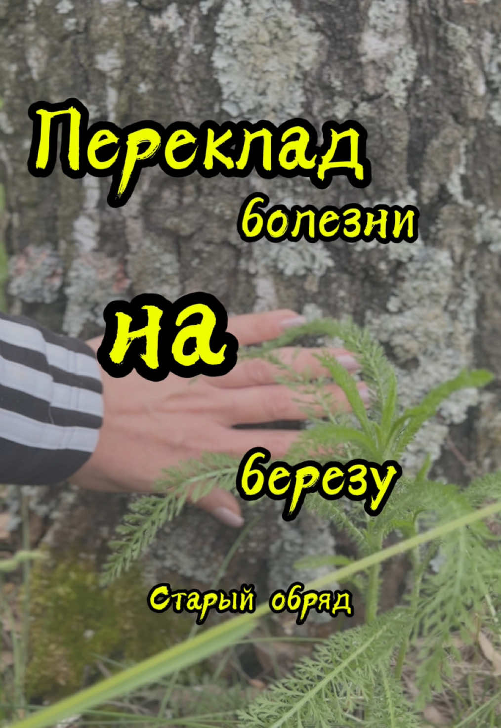 🕯️ПЕРЕКЛАД БОЛЕЗНИ🕯️ ОБРЯД СТАРИННЫЙ. Имеет большую силу. Слова: Берёзонька, сестрица лесная... Белая ты, тонкая, терпеливая...Забери с меня недуг, забери боль мою. Что во мне ломит - тебе в корень.Что в груди жжёт — тебе в ветви.Что сон мой крадёт — тебе в листву. Пусть хворь моя на тебя перейдёт,как с ветра роса — на траву. Стоишь ты день и ночь, молча, силу земли в себе держишь... Возьми моё, у кое, ненужное. Пусть на тебе останется. а мне назад не вернётся. Всё, что из тела уходит — тебе. Всё, что из сердца стонет — тебе. - Всё, что в мыслях путается - тебе. Я тебе не враг, берёзонька. Ты меня не сломишь — ты меня спасёшь. А я пойду — легче стану, будто заново родился. Как лист опал — так болезнь спала. Как ты стоишь — так и я стою. Живу. Спасибо тебе, матушка. Дальше я сам. А ты стой. Живи. Молчи. #witchtok #esoteric #переклад #болезнь #ритуал #обряд #береза #магия #магияслова #бельгия #болгария #финляндия #люксембург #румыния #польша #словения 