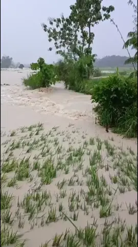Blora banjir siaga sampai dengan perbatasan jawa timur