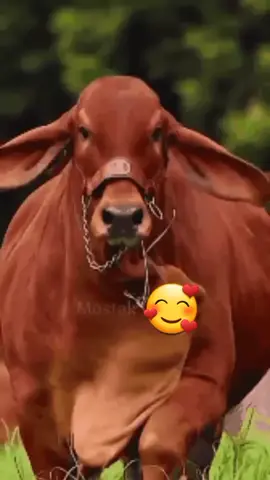 ফ্রেন লিস্টের দুইটা গরু কে মেনশন দাও