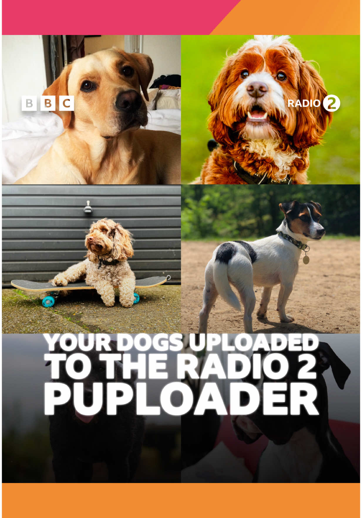 Just some of your beautiful dogs that you added to our Puploader which is displayed The RHS Chelsea Flower Show 🧡 Can you spot yours?  #dog #dogs #dogsoftiktok 
